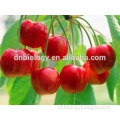 Sells Acerola Extract acerola cherry extract powder